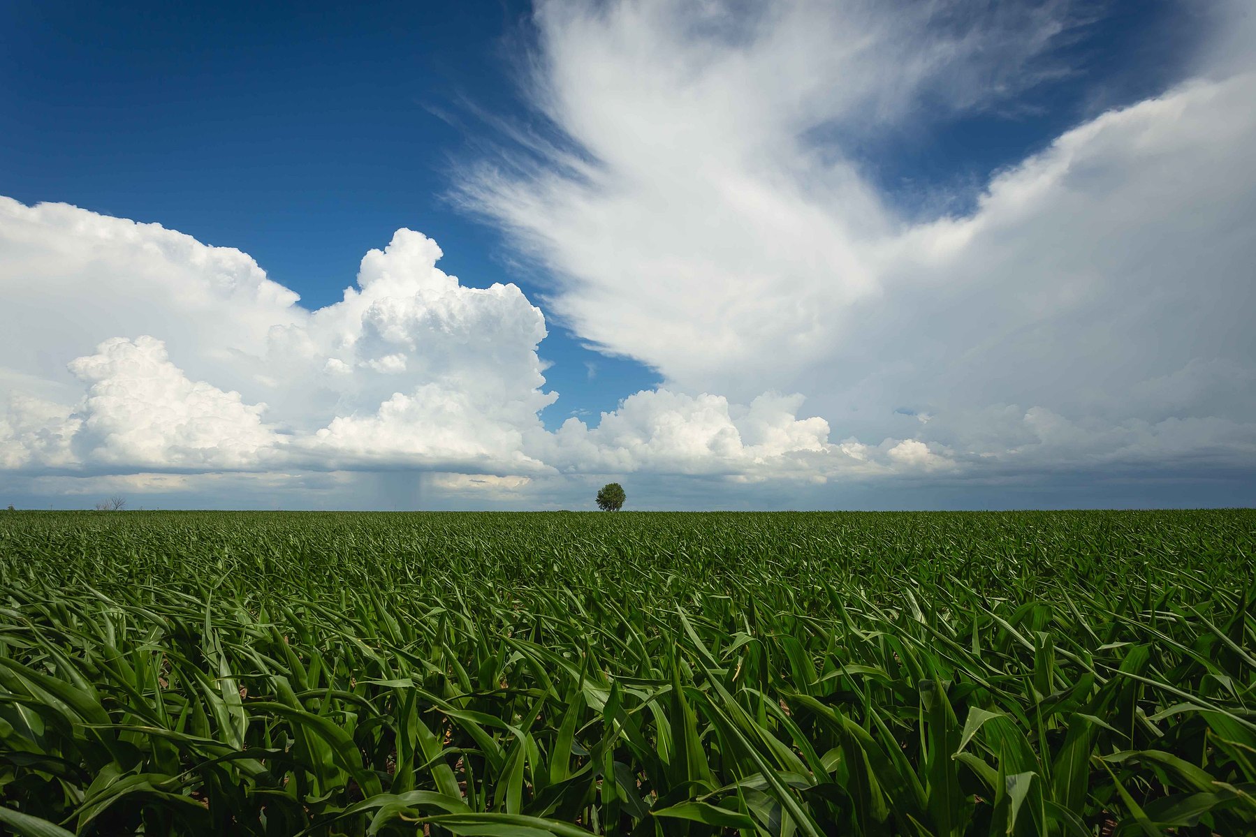 Wind swept clouds dance above a lone tree in the middle of a green cornfield in Nebraska.