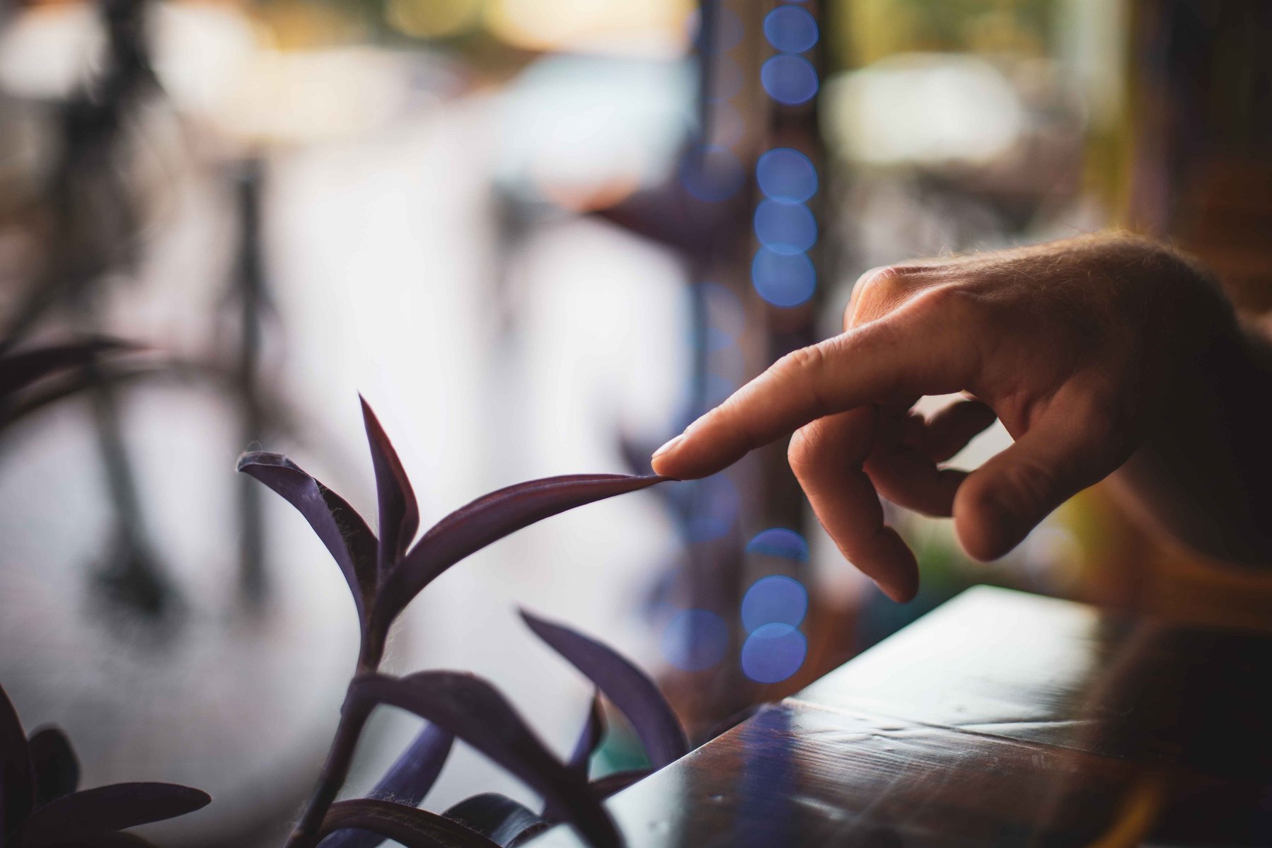 A finger delicately touches a plant.