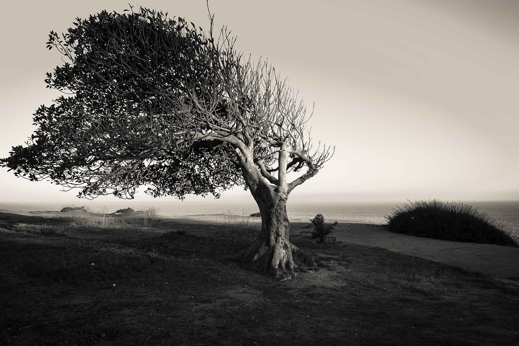 A wind bent tree leans far to the left in San Pedro, California.