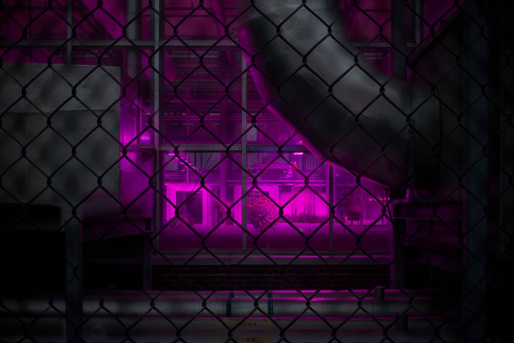 Looking into a greenhouse glowing purple from the other side of the fence at night