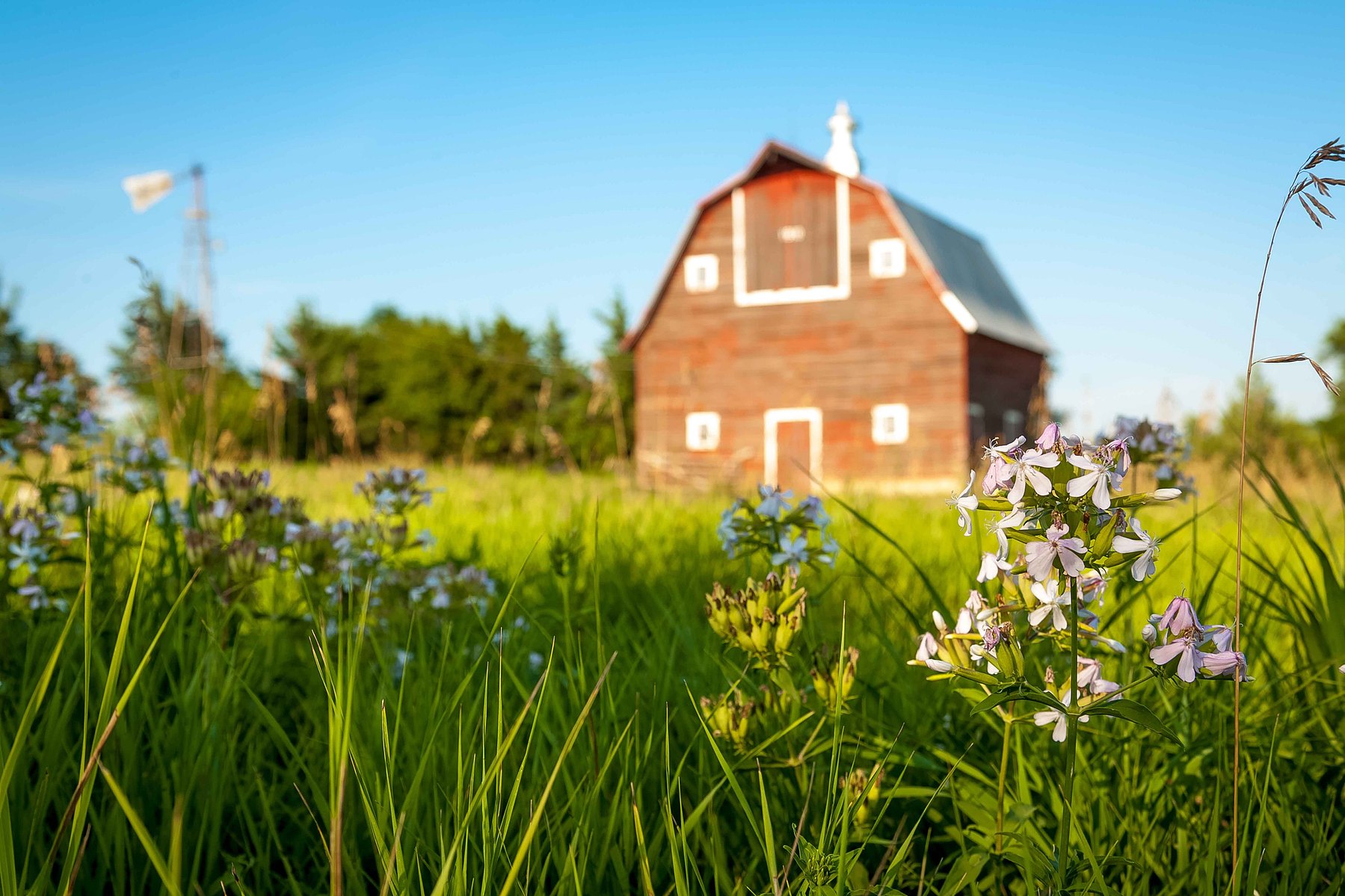 Tall wild grass and flowers dominate the view with a classic red barn in the background.