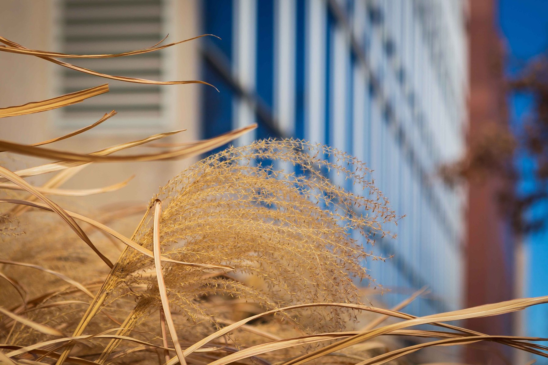 An abstract of amber waves of grass against the blue glass of a building in the background.