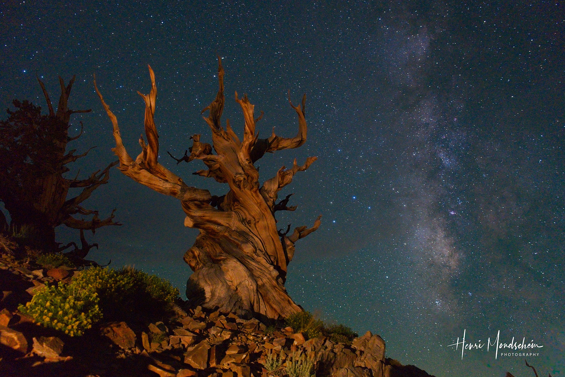 A twisted tree at Patriarch Grove in the Ancient Bristlecone Pine Forest