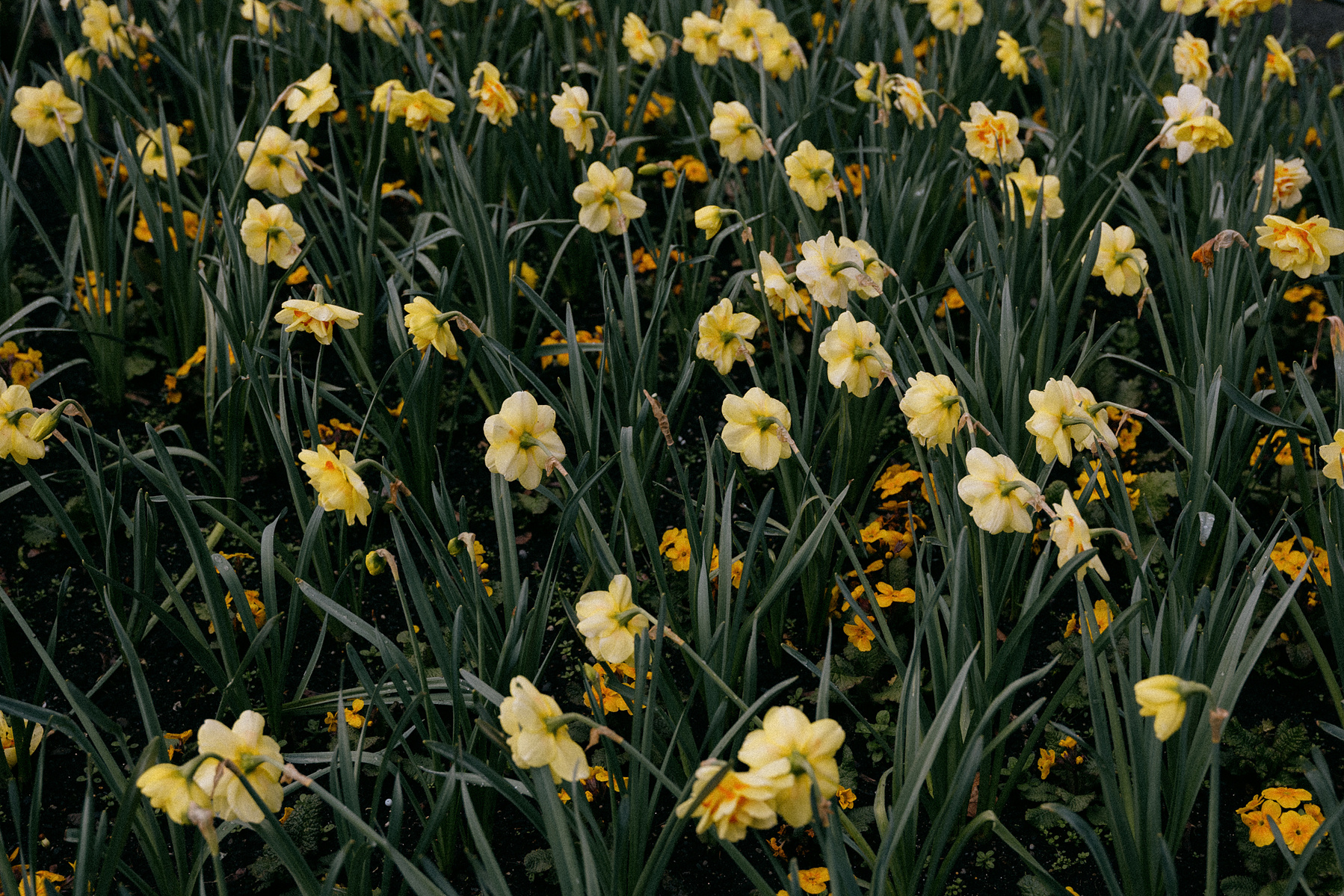 Visiting Ireland in March | Ireland in the Off Season | Shannon C Broderick 