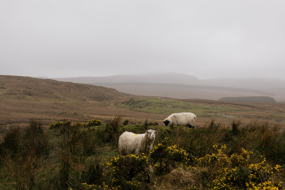 Hiking the Diamond Hill Loop in Connemara National Park | Shannon C Broderick 