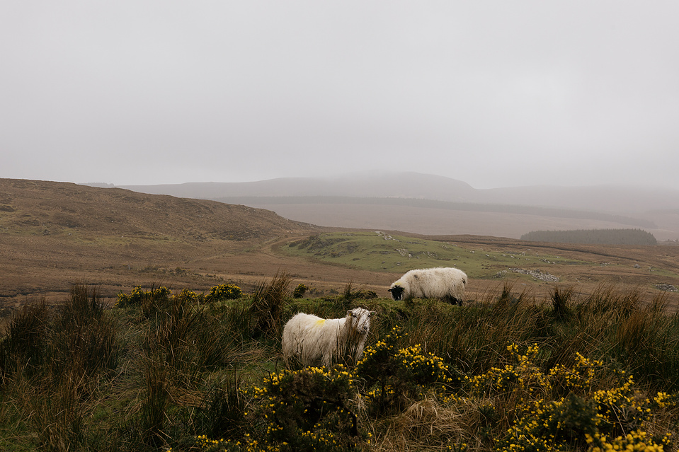 Hiking the Diamond Hill Loop in Connemara National Park | Shannon C Broderick 