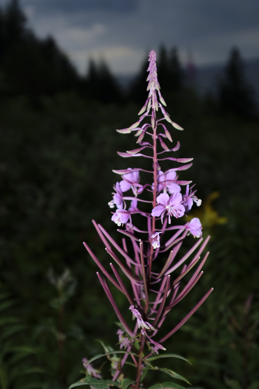 Fleur mauve, épilobe, sur fond de forêt par journée nuageuse.