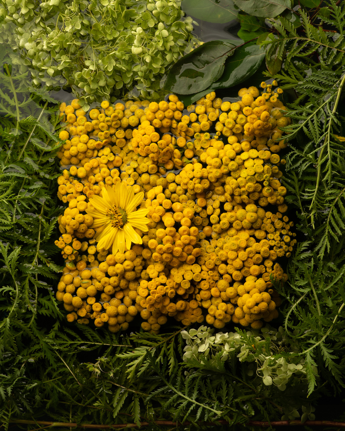 Tanaisie et Héliopsis faux-hélianthe placés en forme de carré, entourées de feuilles, dans l'eau.
