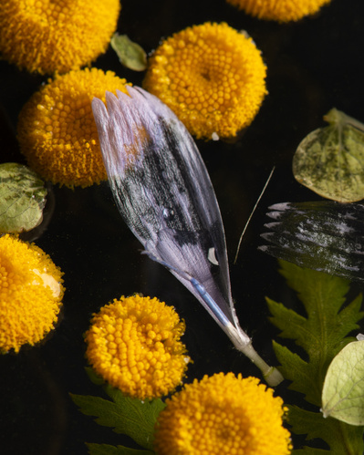 Pétale de chicorée rustique dans l'eau, entourée de fleurs jaunes nommées tanaisie.