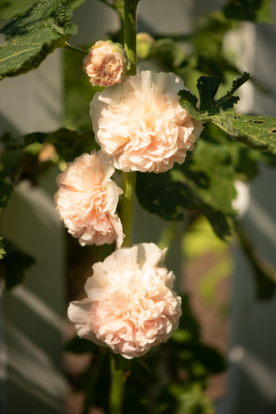 Fleurs, roses trémières, devant une clôture en été. 