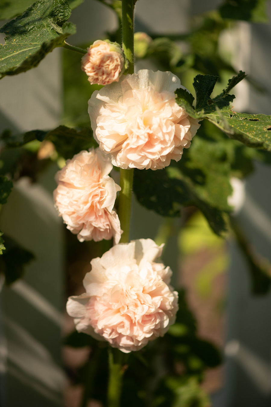 Fleurs, roses trémières, devant une clôture en été. 