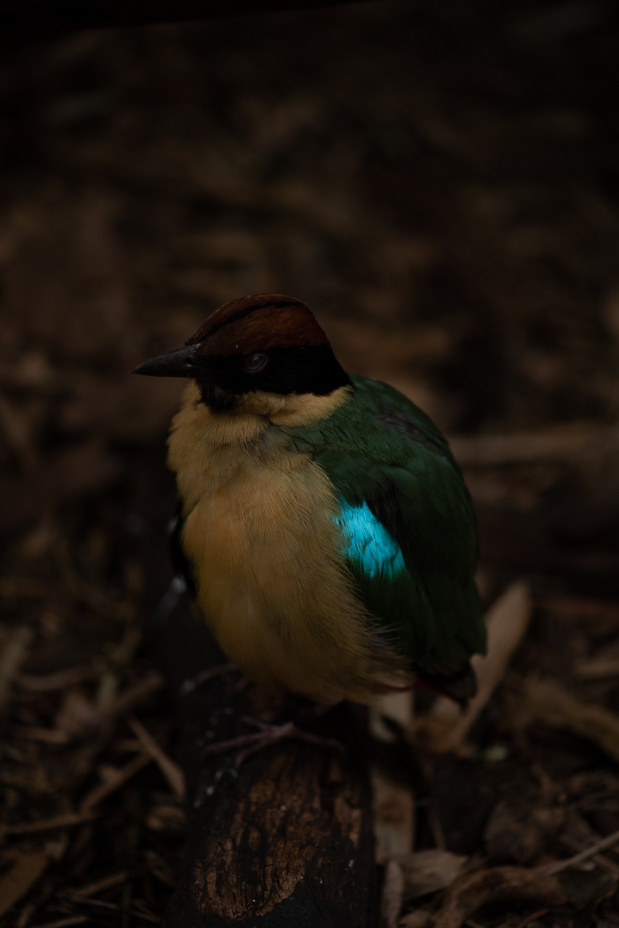 Oiseau avec une tache vive turquoise sur l'aile, sur sol de feuilles mortes.