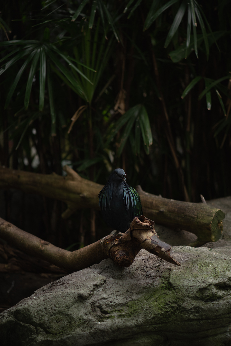 Oiseau au plumage vert posé sur une branche devant du feuillage vert.