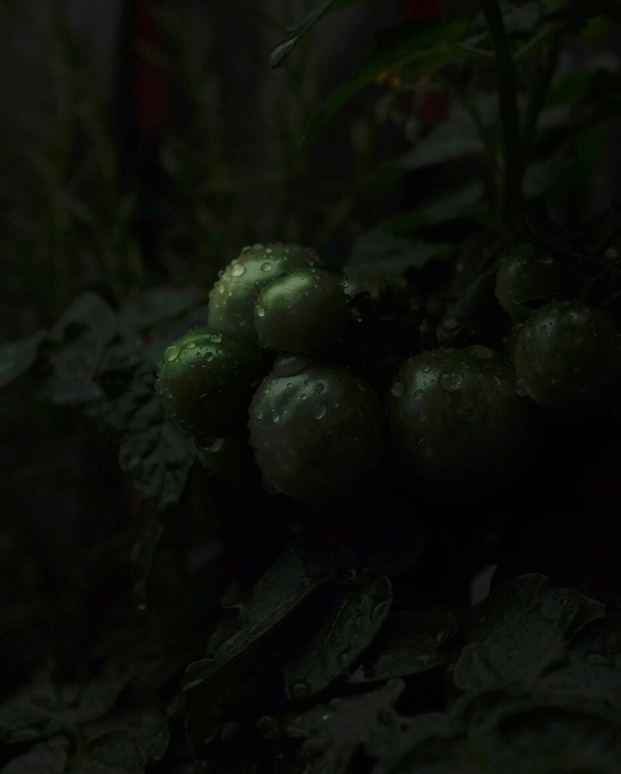 Tomates vertes sour la pluie .le soir