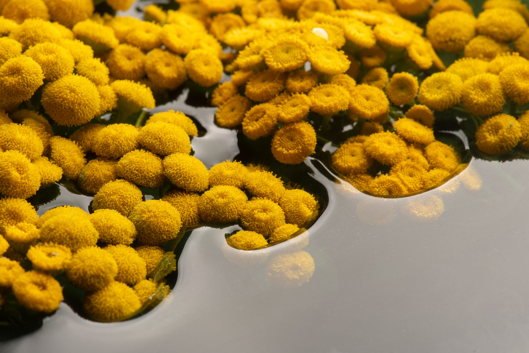 Tanaisie dans l'eau.