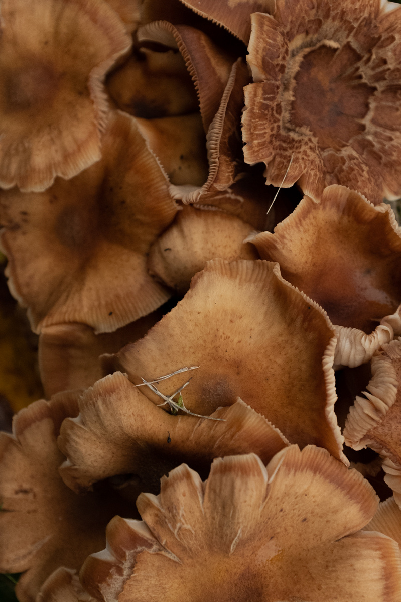 Champignons vus de haut.