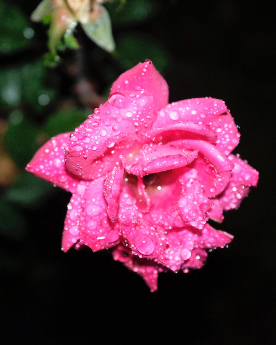 Rose parsemée de gouttes d'eau, la nuit.