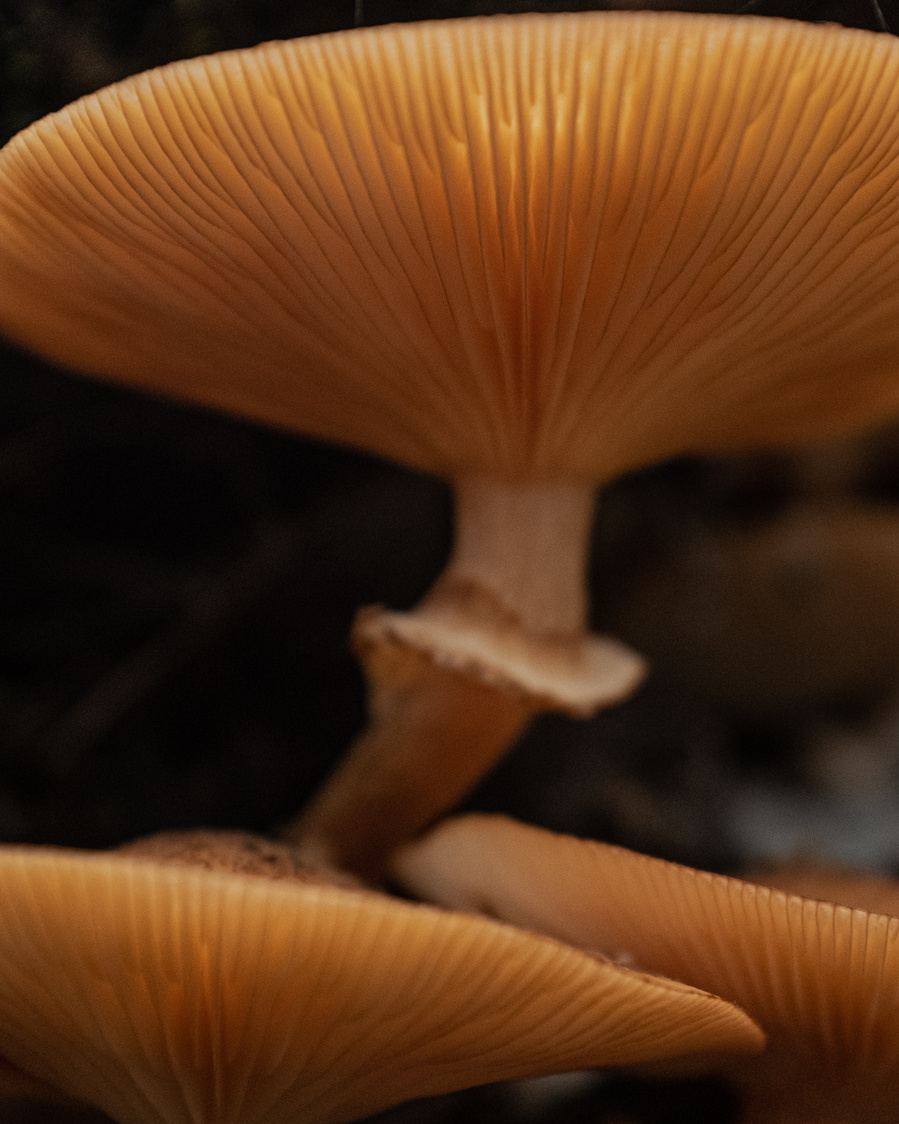 Vue de profil de champignons de très près.