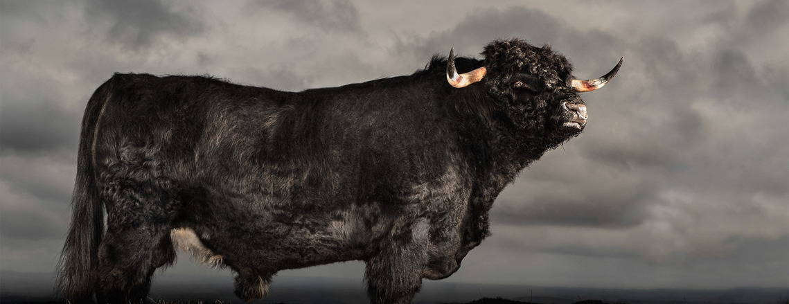 Photograph of a Highland Bull in a paddock