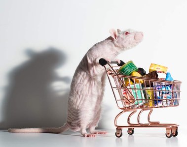 a pet rat pushing a shopping trolley full of goods