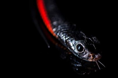 a red belly black snake with its tongue out