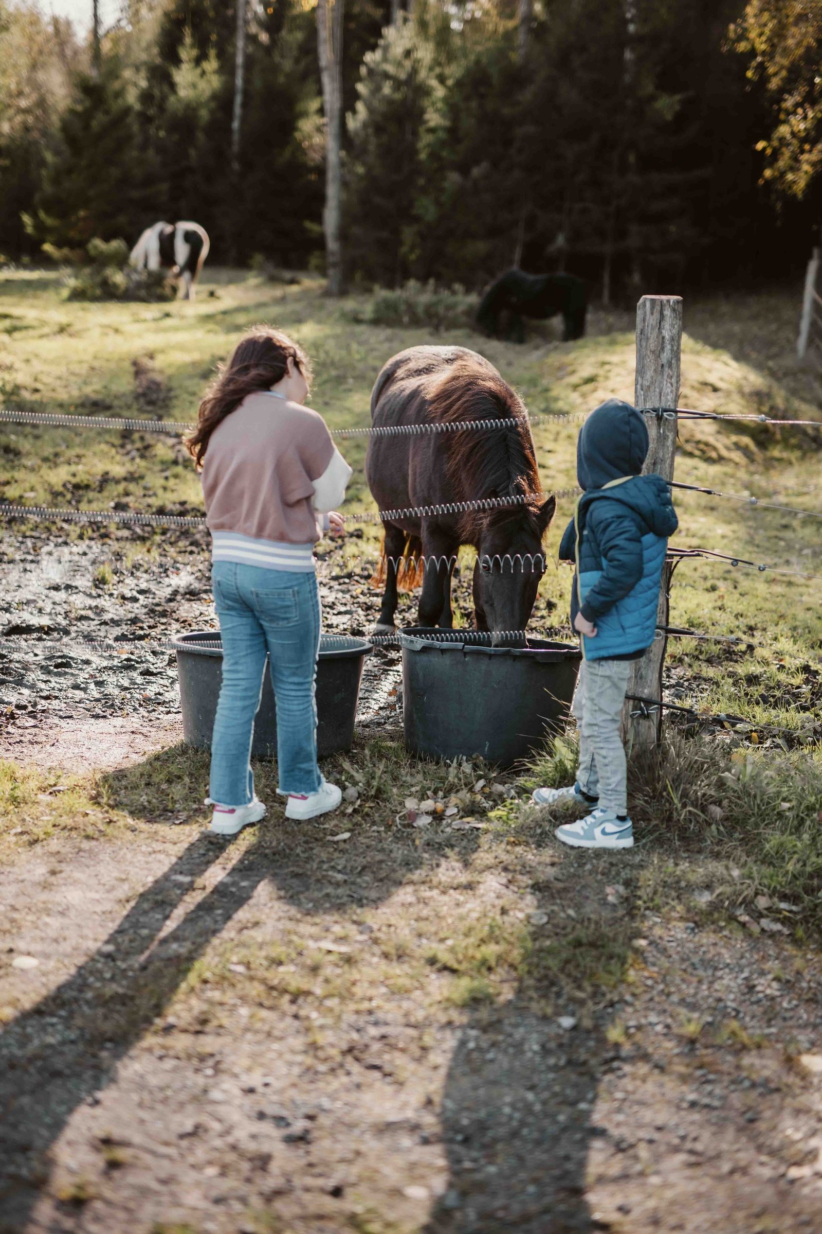 En flicka och en pojke står vid stängslet och tittar på medan en häst i mörkbrun färg dricker vatten från en balja på hagen. Bakom gräs och fler hästar mot skogen.