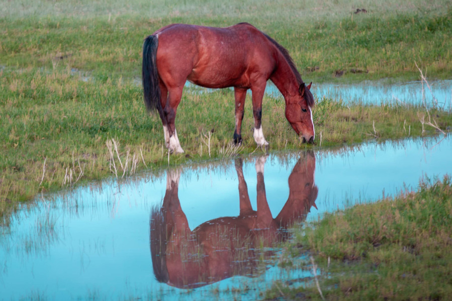 A horse in north of Douglas, Wyoming ends the June day with a drink of water. June 2022.