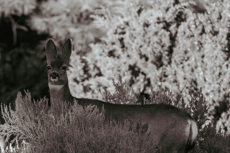 This doe listens attentively while standing still during a November afternoon in the Chuska Mountains on the Navajo Nation in Arizona. November 2022.
