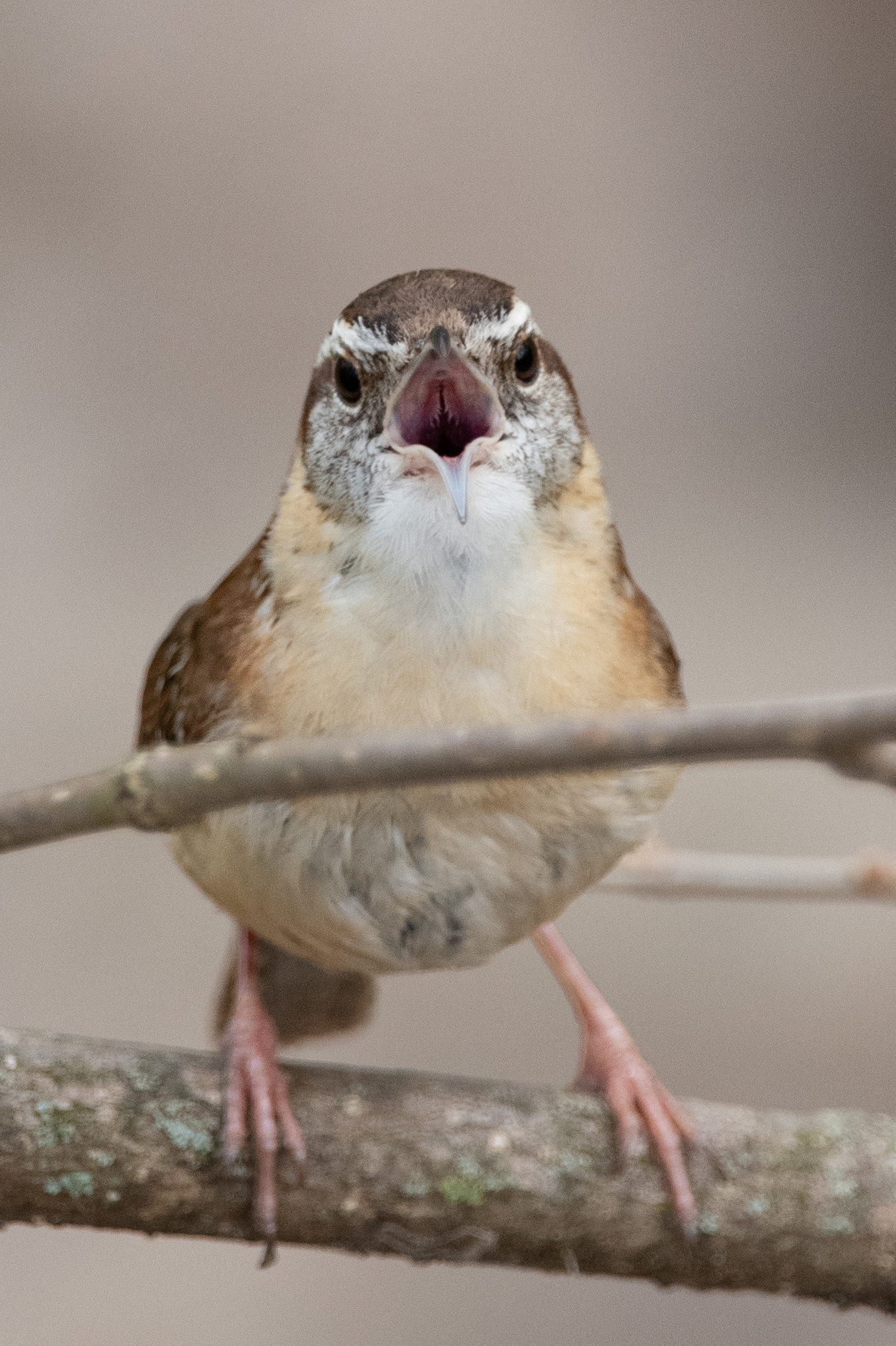 A carolina wren sings while perched on a branch. The carolina wren nests in peculiar places around backyards, Schaffers as tucked in a drainpipe or grill. Unlike the house wren, they are not migratory and stay nearby their breeding grounds year-round.