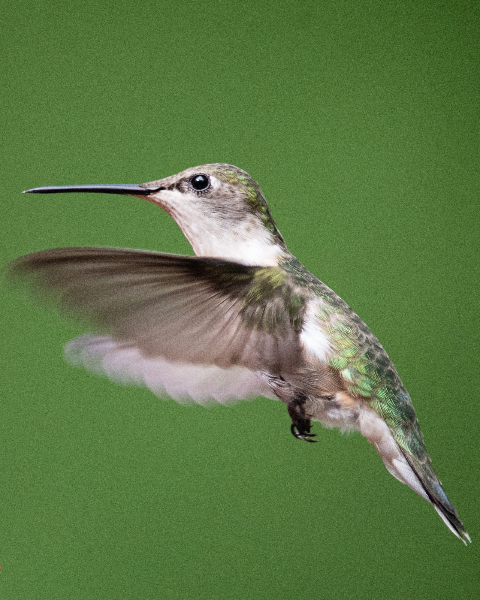 A female ruby-throated hummingbird flies up to a hummingbird feeder.
