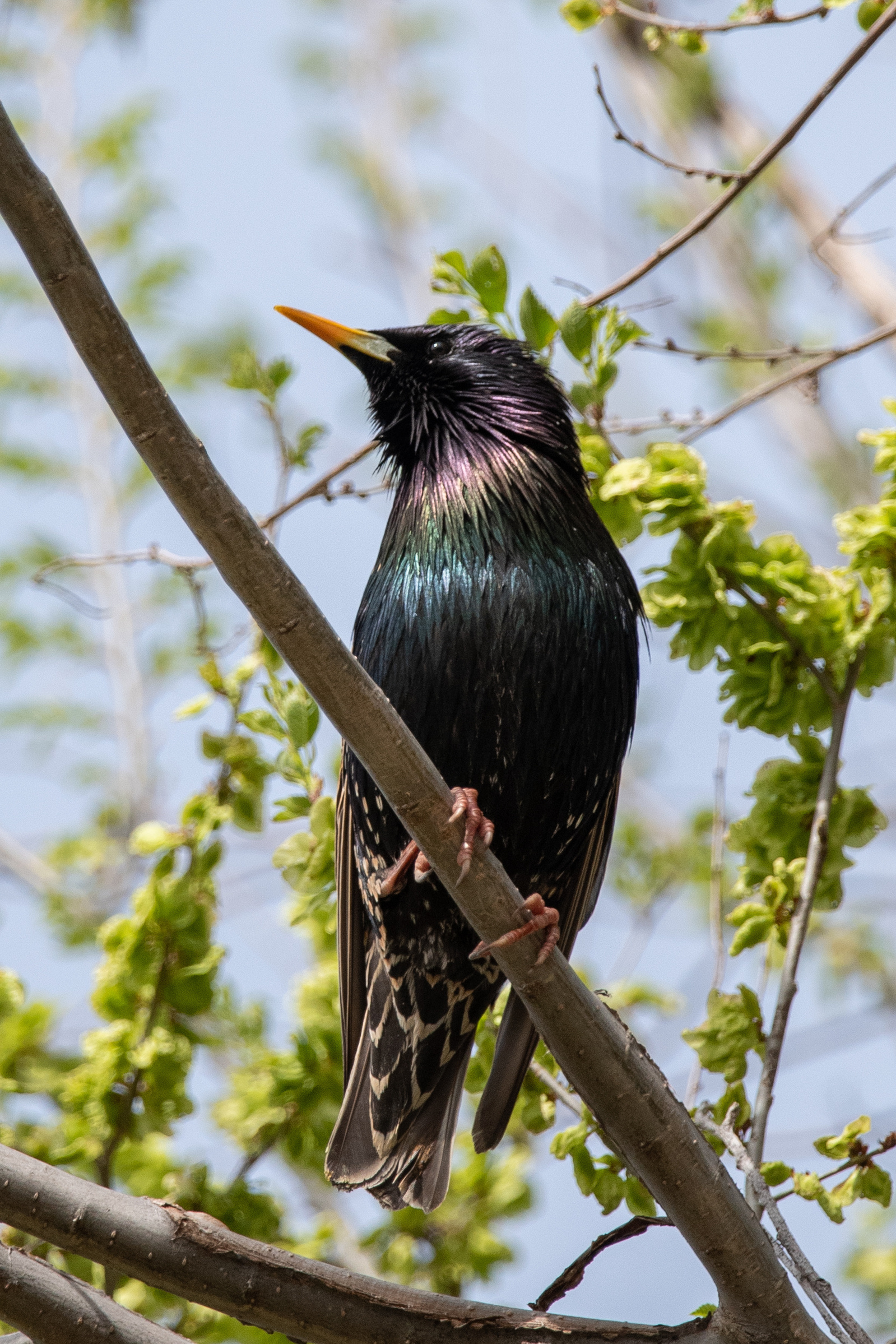A European starling perches on a branch before taking flight. The European starling makes a variety of squeaky vocalizations and mimics other species. They visit feeders and are often aggressive.