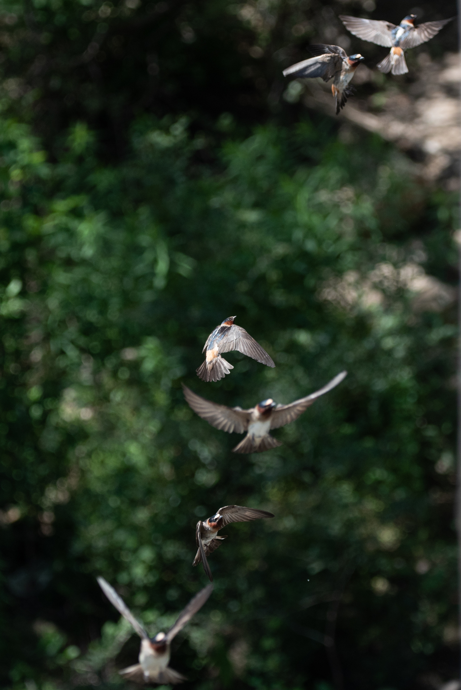 Six cliff swallows fly up to their nests under the bridge on South Manhattan Avenue that crosses over Wildcat Creek.