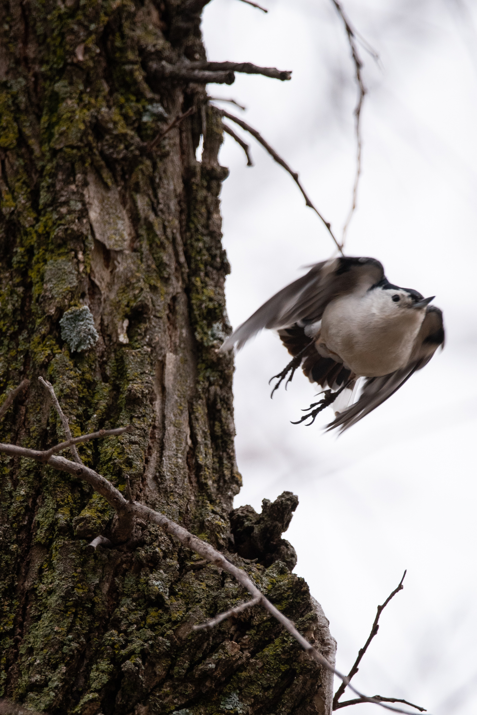 A white-breasted nuthatch flies from a branch. The white-breasted nuthatch likes to creep along tree trunks and branches, often upside down, in search of seeds and insects.
