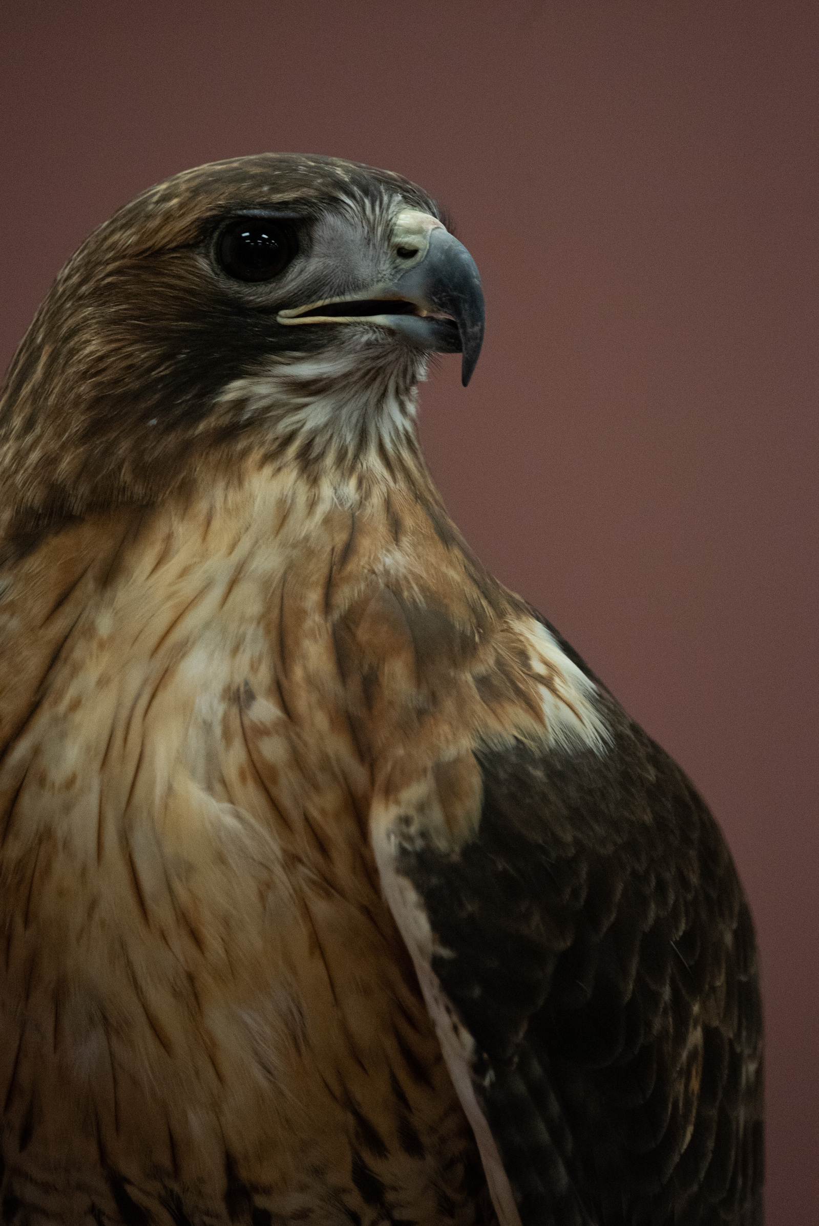 A Red-tailed Hawk sits on the hand of Vanessa Avara.