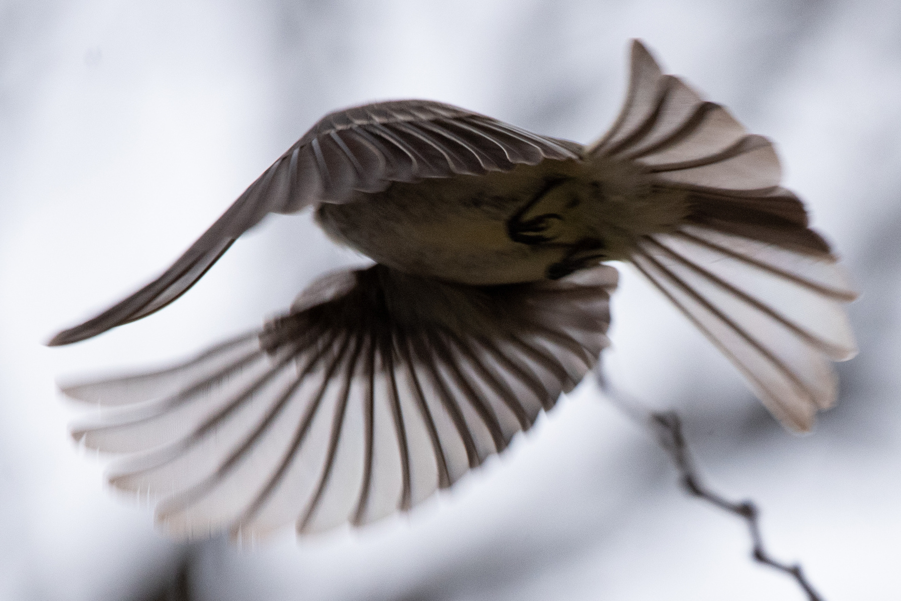 An eastern phoebe flies from a branch. The eastern phoebe often nests under eves of buildings and other structures. Its call is a low-pitched, harsh “FEE-bee” song in the spring.