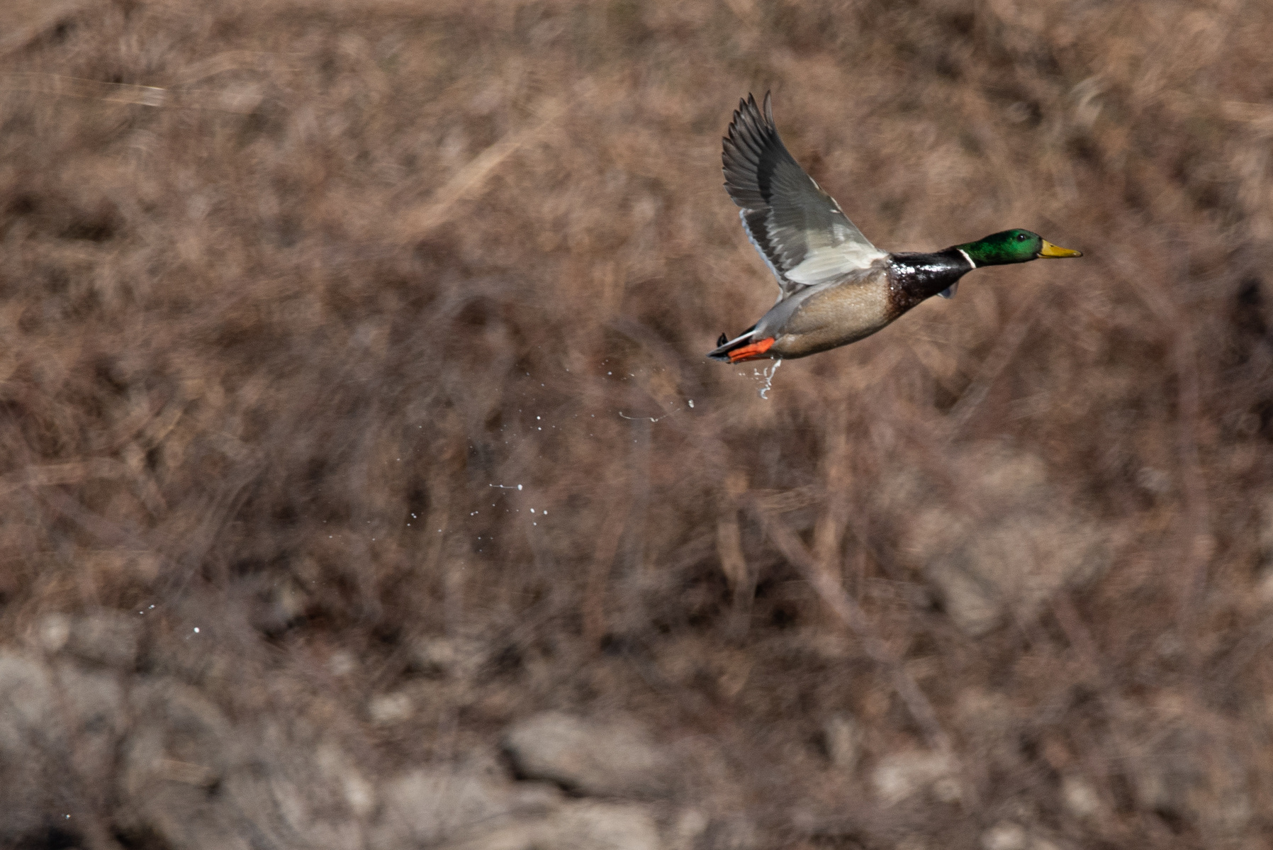 A Mallard takes flight after sitting in the foamy water near Tuttle Creek Dam on Eagle Day.