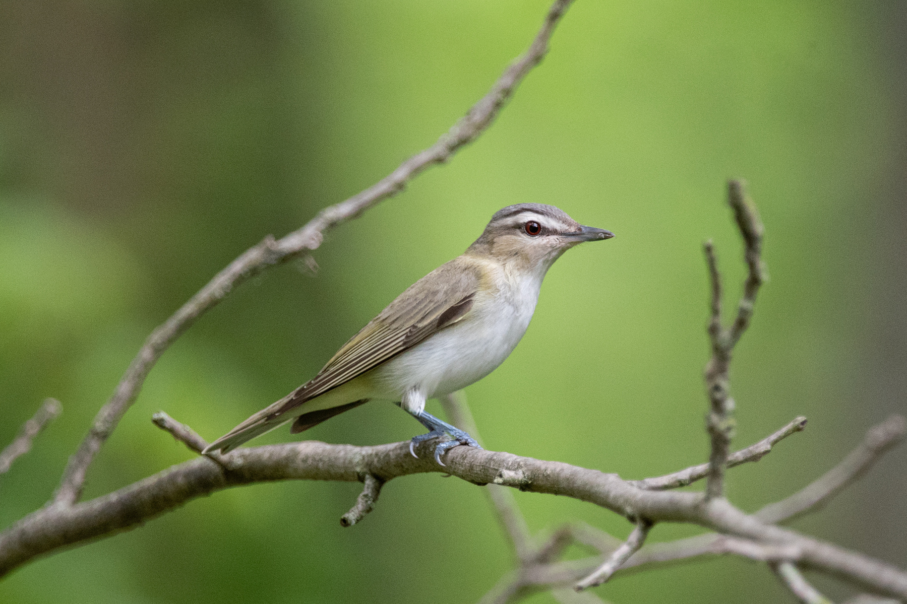 A red-eyed vireo perches on a branch.