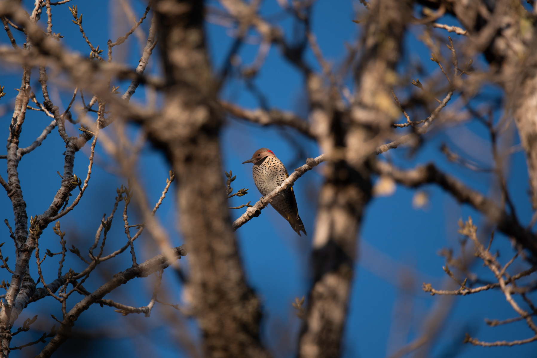 A northern flicker sits in a tree at Fairmont Park.