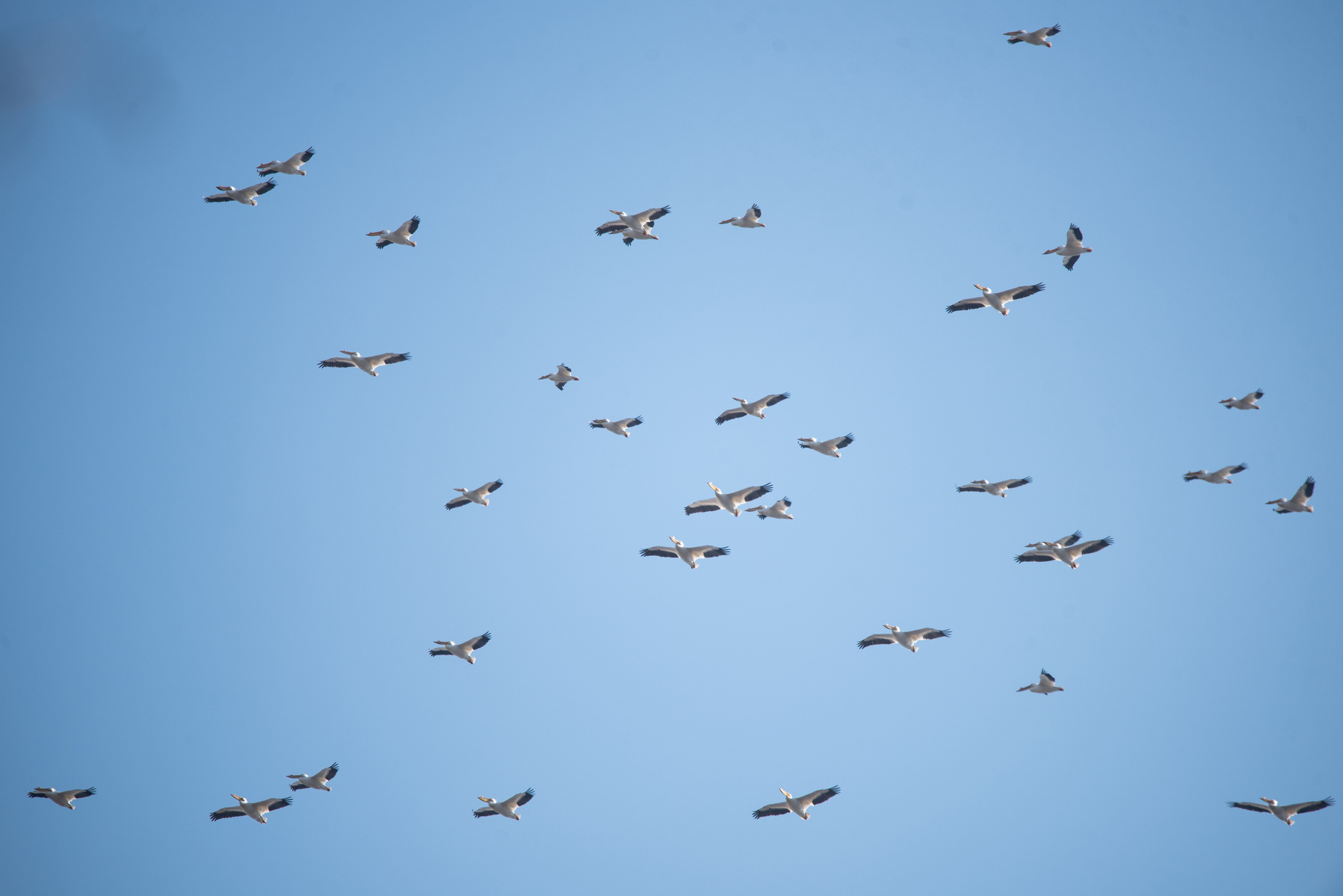A flock of American white pelicans migrate along the Kansas River. The American white pelicans forage in flocks, swimming together to concentrate fish. They use their very long, orange bill with a pouch for scooping up fish.