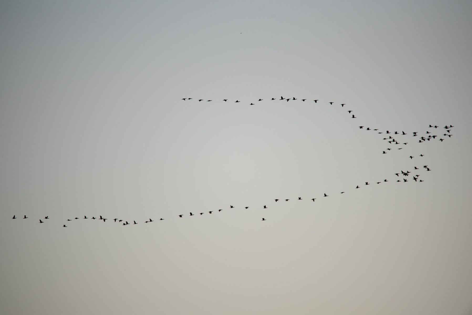 A flock of Canadian geese flies over Fairmont Park.