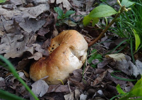 B a r b a r a Schneider
Last Bagel
The Purposeful Mayonnaise Journal
The Bagel Hole weekly feature