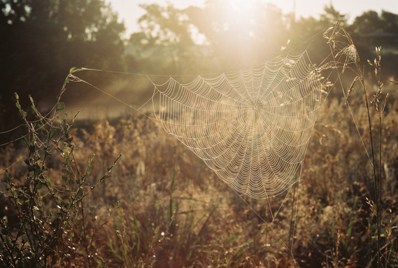 Intricate Webbing
Destry Rose 
film photography
The Purposeful Mayo - The Bagel Hole weekly feature