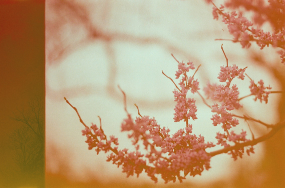 Vintage Lilac
Destry Rose
film photography
The Purposeful Mayo - The Bagel Hole weekly feature
