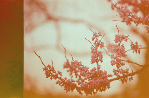 Vintage Lilac
Destry Rose
film photography
The Purposeful Mayo - The Bagel Hole weekly feature
