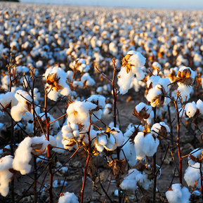 Cotton Harvest by Kimberly Vardeman available via Creative Commons 2.0 (https://creativecommons.org/licenses/by/2.0/)