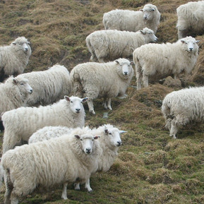 More Sheep by Deirdre O'beirne available via Creative Commons 2.0 (https://creativecommons.org/licenses/by-nc-sa/2.0/)