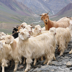 Cashmere Goat by Jelle Visser available via Creative Commons 2.0 (https://creativecommons.org/licenses/by/2.0/)