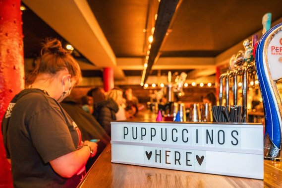 Pup Up Cafe Daschund dog Event in Glasgow at Revolution- Photography by Nate Cleary