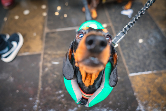 Pup Up Cafe Daschund dog Event in Glasgow at Revolution- Photography by Nate Cleary