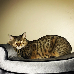 A sleeping cat curled up on a grey seat.